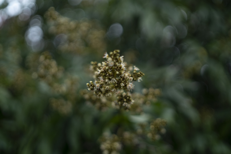 绿色背景,宏观,自然,景深,植物,壁纸/手机壁纸|宏观,景深,植物,绿色背景,自然-海量免费高质量壁纸|墙纸|手机壁纸|电脑壁纸|wallpaper|动漫|卡通|二次元|真人|风景壁纸库-美塔壁纸