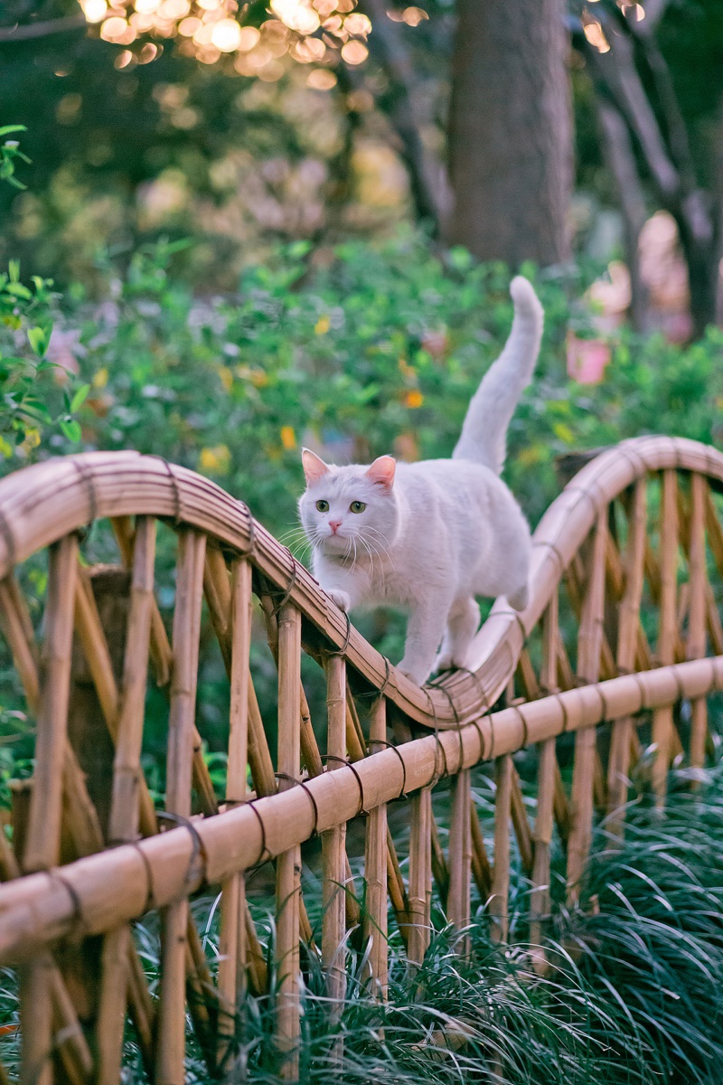 猫,摄影,围栏,猫科动物,哺乳动物,动物,户外,壁纸/手机壁纸|动物,哺乳动物,围栏,户外,摄影,猫,猫科动物-海量免费高质量壁纸|墙纸|手机壁纸|电脑壁纸|wallpaper|动漫|卡通|二次元|真人|风景壁纸库-美塔壁纸