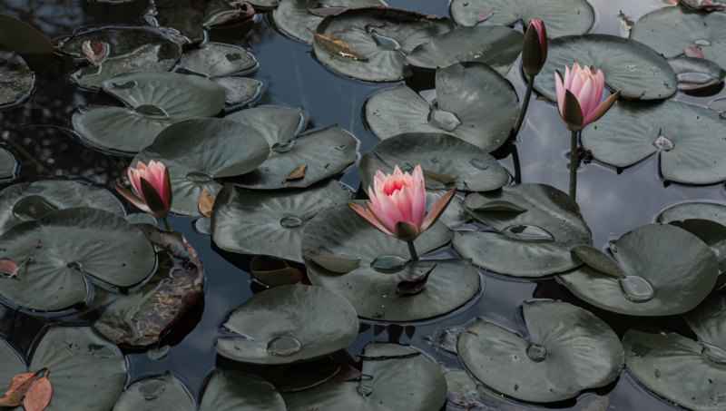 莲花,景观,水,花,自然,壁纸/手机壁纸|景观,水,自然,花,莲花-海量免费高质量壁纸|墙纸|手机壁纸|电脑壁纸|wallpaper|动漫|卡通|二次元|真人|风景壁纸库-美塔壁纸