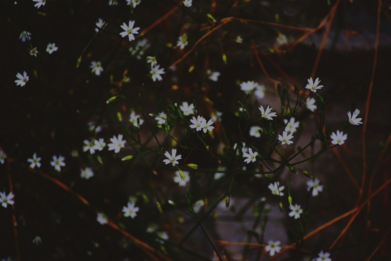 自然,花卉,植物,壁纸/手机壁纸|植物,自然,花卉-海量免费高质量壁纸|墙纸|手机壁纸|电脑壁纸|wallpaper|动漫|卡通|二次元|真人|风景壁纸库-美塔壁纸