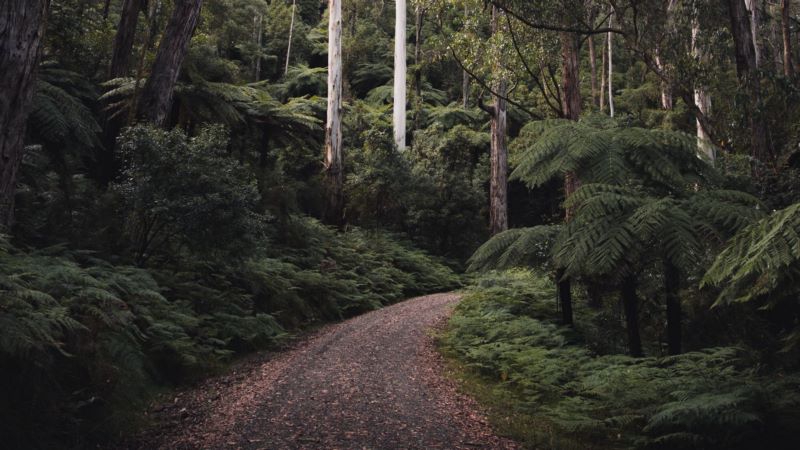 景观,自然,树,森林,道路,壁纸/手机壁纸|景观,树,森林,自然,道路-海量免费高质量壁纸|墙纸|手机壁纸|电脑壁纸|wallpaper|动漫|卡通|二次元|真人|风景壁纸库-美塔壁纸