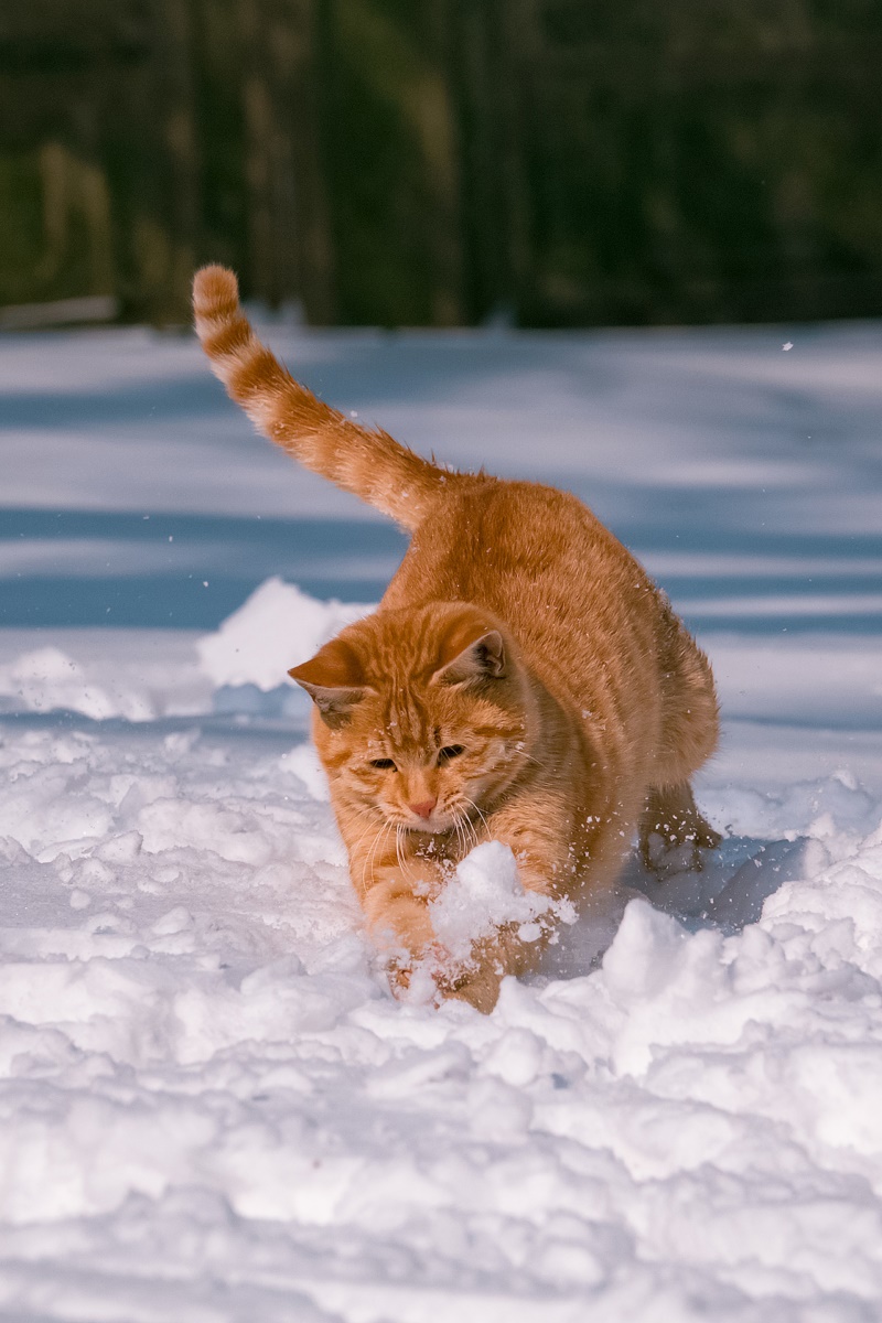 猫,摄影,雪,猫,哺乳动物,动物,冬天,壁纸/手机壁纸|冬天,动物,哺乳动物,摄影,猫,雪-海量免费高质量壁纸|墙纸|手机壁纸|电脑壁纸|wallpaper|动漫|卡通|二次元|真人|风景壁纸库-美塔壁纸