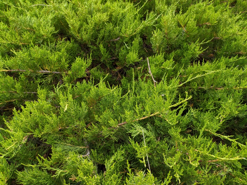 植物,绿色,树木,自然,壁纸/手机壁纸|树木,植物,绿色,自然-海量免费高质量壁纸|墙纸|手机壁纸|电脑壁纸|wallpaper|动漫|卡通|二次元|真人|风景壁纸库-美塔壁纸