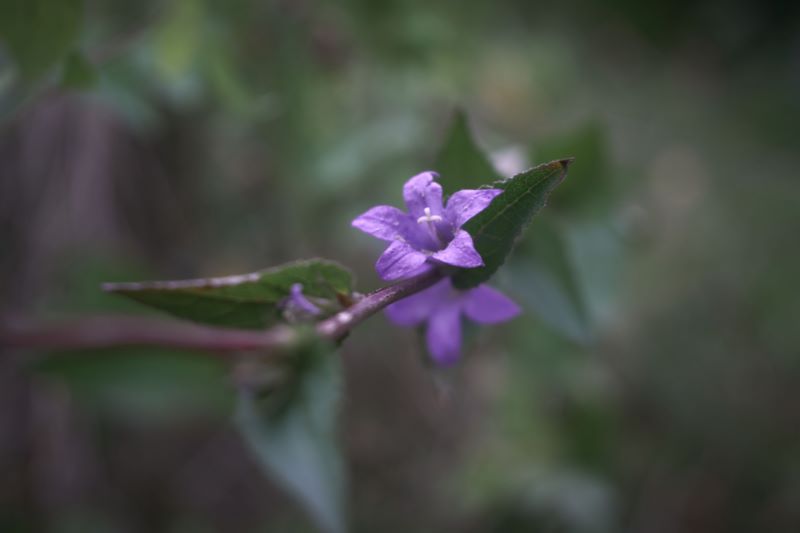 鲜花,模糊,散景,叶子,性质,植物,紫色的花朵,壁纸/手机壁纸|叶子,性质,散景,植物,模糊,紫色的花朵,鲜花-海量免费高质量壁纸|墙纸|手机壁纸|电脑壁纸|wallpaper|动漫|卡通|二次元|真人|风景壁纸库-美塔壁纸