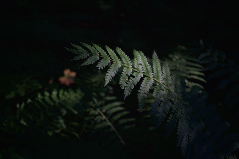 植物,自然,叶子,壁纸/手机壁纸|叶子,植物,自然-海量免费高质量壁纸|墙纸|手机壁纸|电脑壁纸|wallpaper|动漫|卡通|二次元|真人|风景壁纸库-美塔壁纸