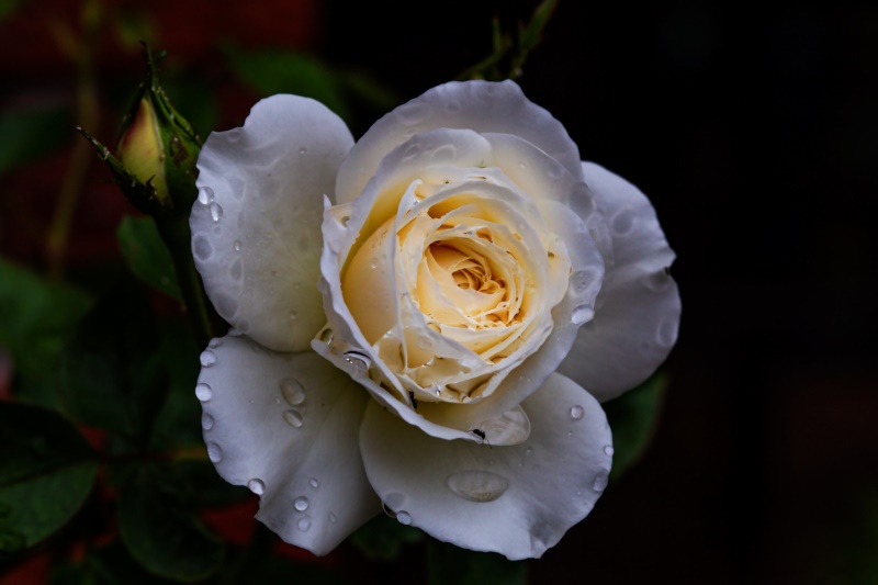 玫瑰,花,特写,黑暗的背景,白玫瑰,花园,植物,性质,水滴,壁纸/手机壁纸|性质,植物,水滴,特写,玫瑰,白玫瑰,花,花园,黑暗的背景-海量免费高质量壁纸|墙纸|手机壁纸|电脑壁纸|wallpaper|动漫|卡通|二次元|真人|风景壁纸库-美塔壁纸