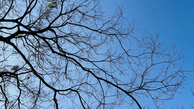 树,分支,植物,自然,天空,壁纸/手机壁纸|分支,天空,树,植物,自然-海量免费高质量壁纸|墙纸|手机壁纸|电脑壁纸|wallpaper|动漫|卡通|二次元|真人|风景壁纸库-美塔壁纸