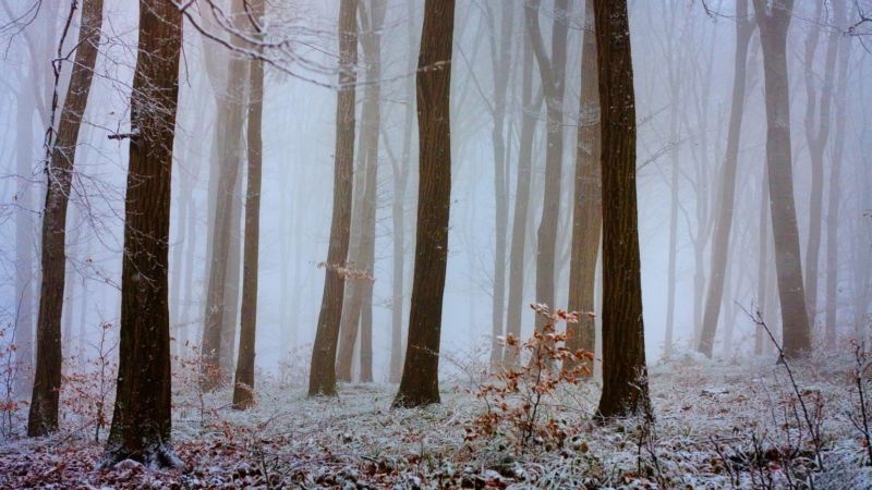 森林,性质,景观,雾,树木,雪,冬天,壁纸/手机壁纸|冬天,性质,景观,树木,森林,雪,雾-海量免费高质量壁纸|墙纸|手机壁纸|电脑壁纸|wallpaper|动漫|卡通|二次元|真人|风景壁纸库-美塔壁纸