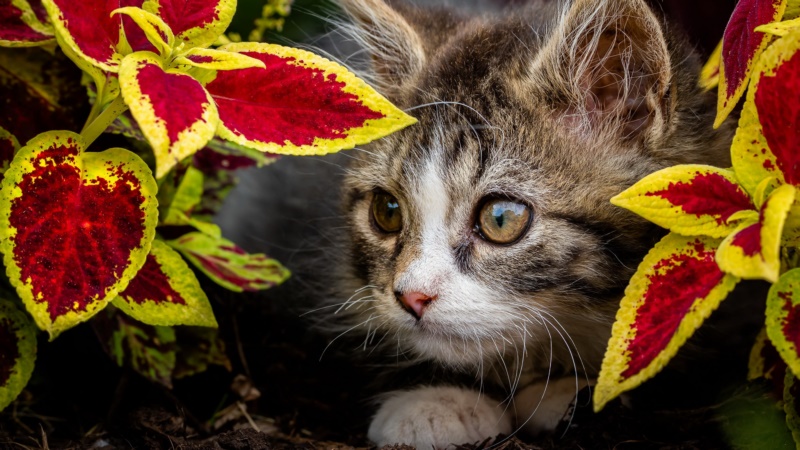 猫,动物,哺乳动物,叶子,植物,猫科动物,性质,壁纸/手机壁纸|动物,叶子,哺乳动物,性质,植物,猫,猫科动物-海量免费高质量壁纸|墙纸|手机壁纸|电脑壁纸|wallpaper|动漫|卡通|二次元|真人|风景壁纸库-美塔壁纸