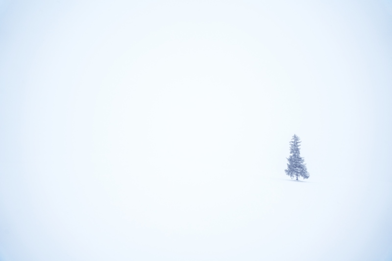 松树,雪,白色,树,冬天,自然,壁纸/手机壁纸|冬天,松树,树,白色,自然,雪-海量免费高质量壁纸|墙纸|手机壁纸|电脑壁纸|wallpaper|动漫|卡通|二次元|真人|风景壁纸库-美塔壁纸