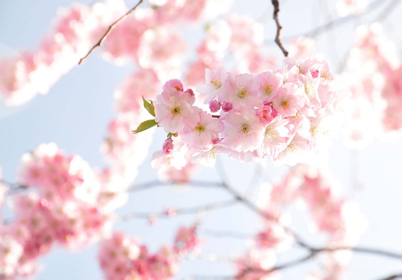 摄影,自然,鲜花,樱花,壁纸/手机壁纸|摄影,樱花,自然,鲜花-海量免费高质量壁纸|墙纸|手机壁纸|电脑壁纸|wallpaper|动漫|卡通|二次元|真人|风景壁纸库-美塔壁纸