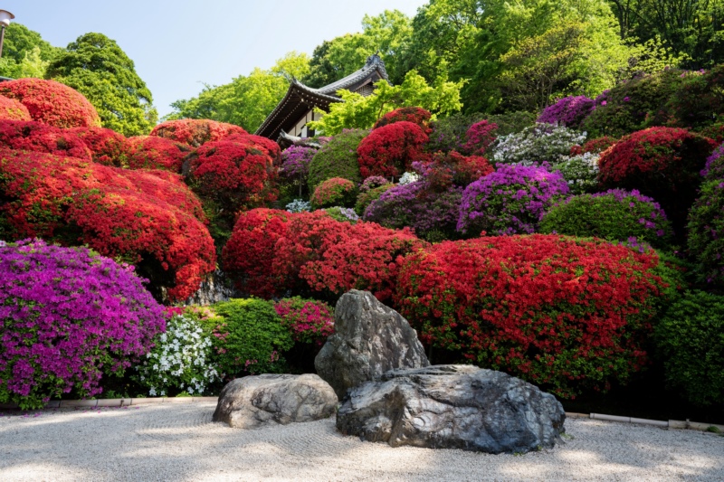 杜鹃花,花卉,日本,京都,花园,石头,壁纸/手机壁纸|京都,日本,杜鹃花,石头,花卉,花园-海量免费高质量壁纸|墙纸|手机壁纸|电脑壁纸|wallpaper|动漫|卡通|二次元|真人|风景壁纸库-美塔壁纸