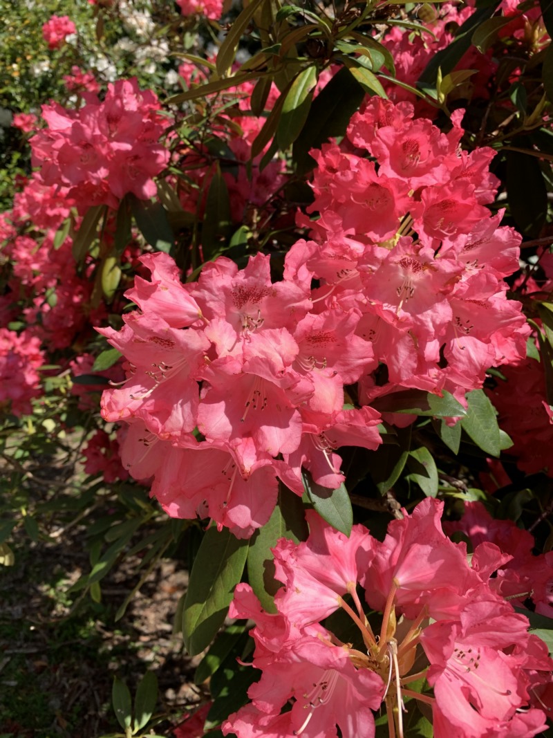 花,植物,户外,壁纸/手机壁纸|户外,植物,花-海量免费高质量壁纸|墙纸|手机壁纸|电脑壁纸|wallpaper|动漫|卡通|二次元|真人|风景壁纸库-美塔壁纸