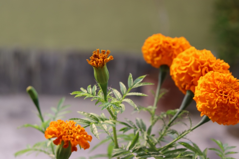 花园,庭院,户外,橙色花,植物,自然,壁纸/手机壁纸|庭院,户外,植物,橙色花,自然,花园-海量免费高质量壁纸|墙纸|手机壁纸|电脑壁纸|wallpaper|动漫|卡通|二次元|真人|风景壁纸库-美塔壁纸