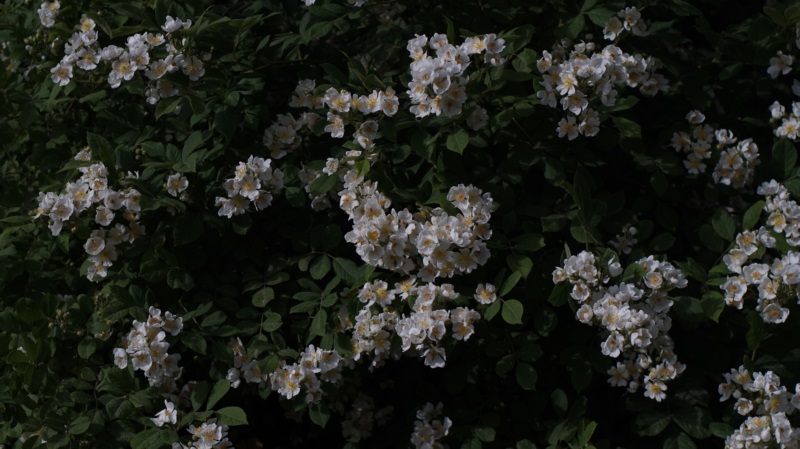 花园,绿色,自然,鲜花,植物,壁纸/手机壁纸|植物,绿色,自然,花园,鲜花-海量免费高质量壁纸|墙纸|手机壁纸|电脑壁纸|wallpaper|动漫|卡通|二次元|真人|风景壁纸库-美塔壁纸