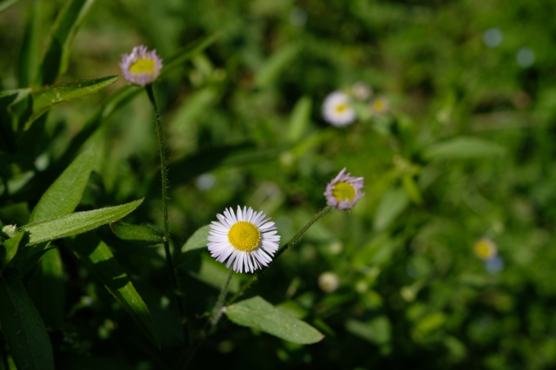 植物,自然,景观,鲜花,壁纸/手机壁纸|景观,植物,自然,鲜花-海量免费高质量壁纸|墙纸|手机壁纸|电脑壁纸|wallpaper|动漫|卡通|二次元|真人|风景壁纸库-美塔壁纸