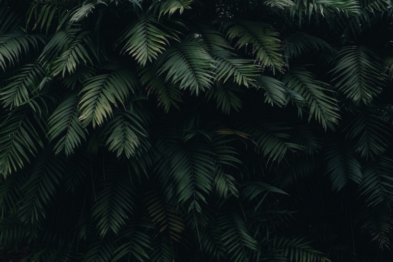 植物,绿色,叶子,户外,壁纸/手机壁纸|叶子,户外,植物,绿色-海量免费高质量壁纸|墙纸|手机壁纸|电脑壁纸|wallpaper|动漫|卡通|二次元|真人|风景壁纸库-美塔壁纸