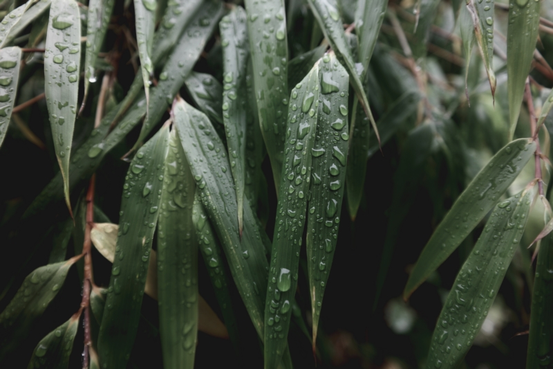 自然,竹子,水滴,绿色背景,植物,壁纸/手机壁纸|植物,水滴,竹子,绿色背景,自然-海量免费高质量壁纸|墙纸|手机壁纸|电脑壁纸|wallpaper|动漫|卡通|二次元|真人|风景壁纸库-美塔壁纸