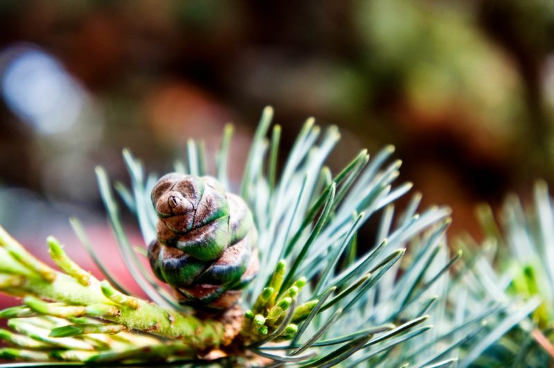 合肥,自然,Pinecone,壁纸/手机壁纸|pinecone,合肥,自然-海量免费高质量壁纸|墙纸|手机壁纸|电脑壁纸|wallpaper|动漫|卡通|二次元|真人|风景壁纸库-美塔壁纸