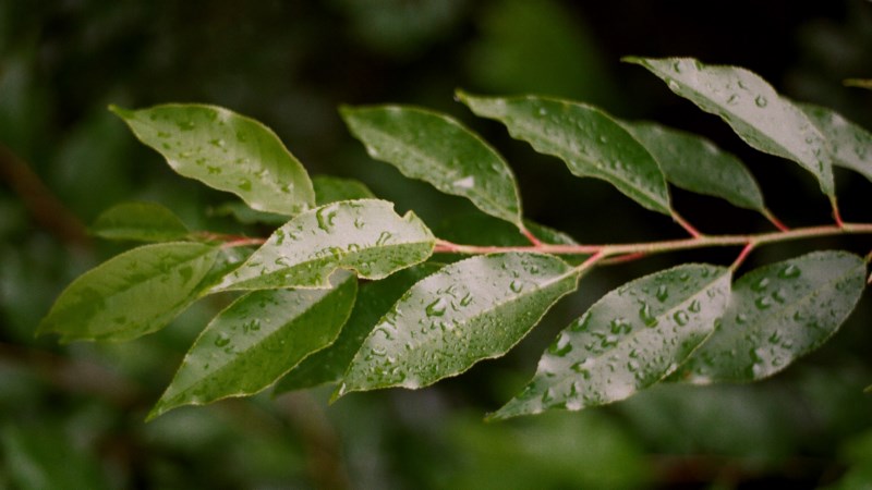 叶子,植物,湿,水滴,户外,壁纸/手机壁纸|叶子,户外,植物,水滴,湿-海量免费高质量壁纸|墙纸|手机壁纸|电脑壁纸|wallpaper|动漫|卡通|二次元|真人|风景壁纸库-美塔壁纸