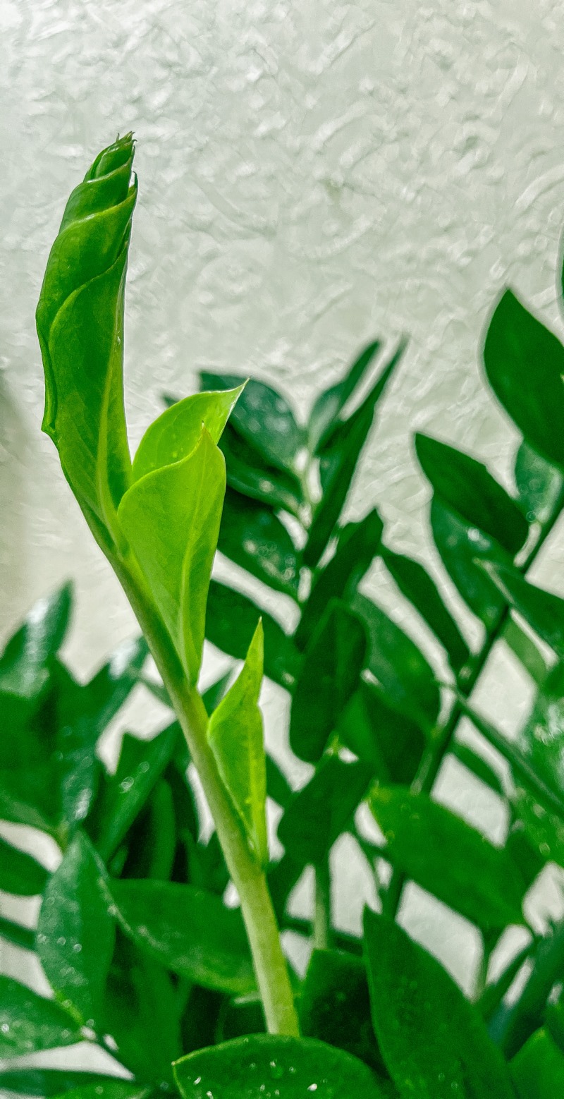 绿色,植物,叶子,壁纸/手机壁纸|叶子,植物,绿色-海量免费高质量壁纸|墙纸|手机壁纸|电脑壁纸|wallpaper|动漫|卡通|二次元|真人|风景壁纸库-美塔壁纸